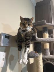Lost Female Cat last seen End of West Wortham near McHenry, Saucier, MS 39574