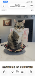 Lost Female Cat last seen Near Burley Rdg, Candler, NC 28715