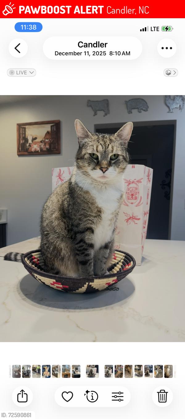Lost Female Cat last seen Near Burley Rdg, Candler, NC 28715