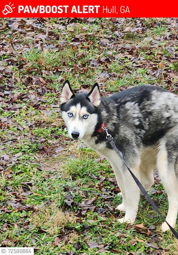 Lost Male Dog last seen Nowhere Rd, Hull, GA 30646