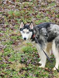 Lost Male Dog last seen Nowhere Rd, Hull, GA 30646