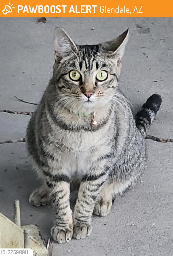 Found/Stray Unknown Cat last seen North 57th Drive and West Frier Drive, Glendale, AZ 85301
