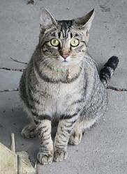 Found/Stray Unknown Cat last seen North 57th Drive and West Frier Drive, Glendale, AZ 85301
