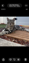 Lost Male Cat last seen N F St, Lake Worth Beach, FL 33460
