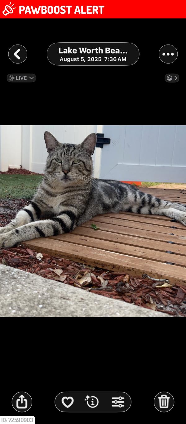 Lost Male Cat last seen N F St, Lake Worth Beach, FL 33460