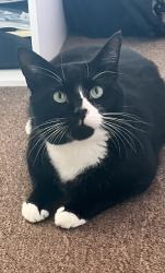 Lost Male Cat last seen Vale road, Hertfordshire, England WD23 2HE