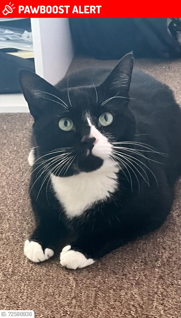 Lost Male Cat last seen Vale road, Hertfordshire, England WD23 2HE