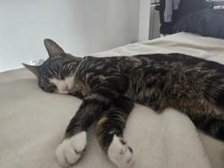 Lost Male Cat last seen Carlton avenue east ha98lz wembley, Greater London, England HA9 8LZ