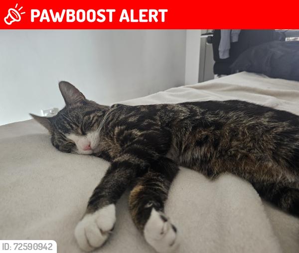 Lost Male Cat last seen Carlton avenue east ha98lz wembley, Greater London, England HA9 8LZ