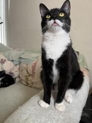 Lost Female Cat last seen W California Ave and San Anselmo Way, Sunnyvale, CA 94086