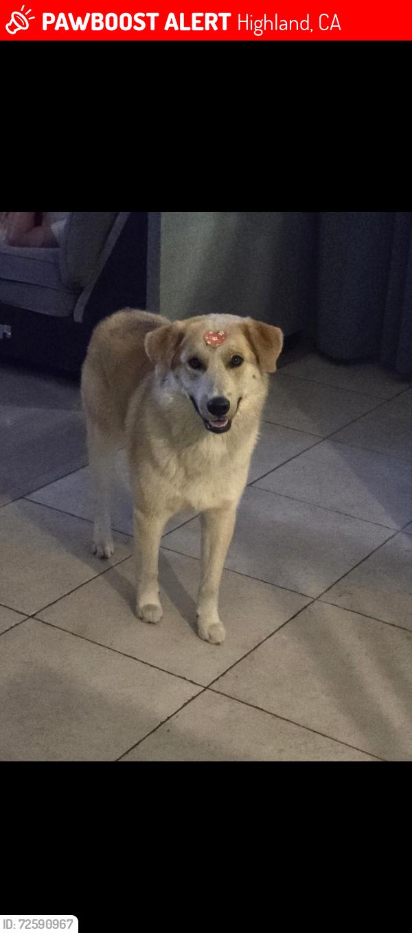 Lost Male Dog last seen Baseline & victoria ave, Highland, CA 92346