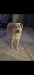Lost Male Dog last seen Baseline & victoria ave, Highland, CA 92346