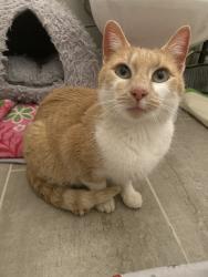Lost Female Cat last seen Karns and Camelot , Karns, TN 37931