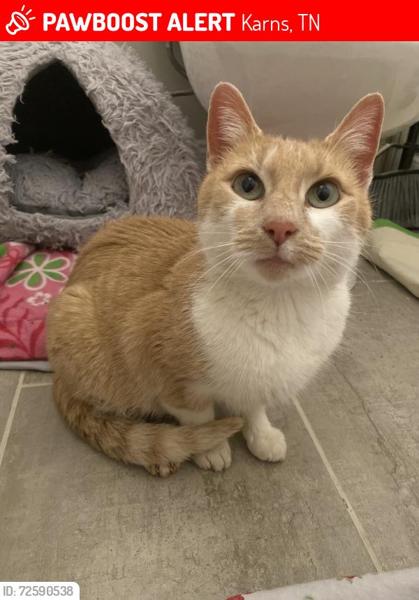 Lost Female Cat last seen Karns and Camelot , Karns, TN 37931