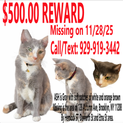 Lost Female Cat last seen Autumn Ave near Danforth St, Hemlock St, Etna St, Brooklyn, NY 11208