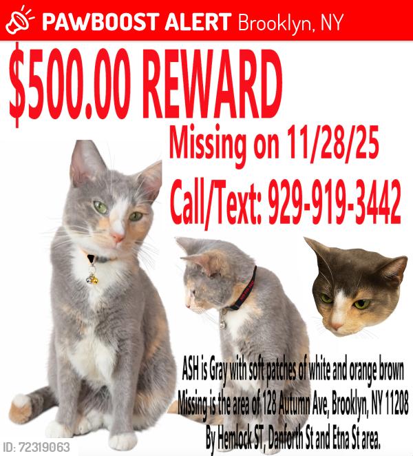 Lost Female Cat last seen Autumn Ave near Danforth St, Hemlock St, Etna St, Brooklyn, NY 11208