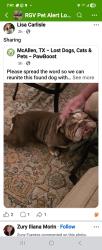Lost Female Dog last seen Vyne St , McAllen, TX 78501