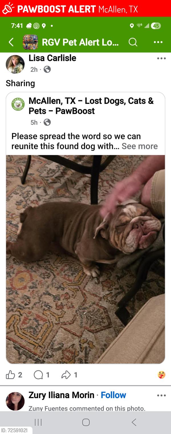 Lost Female Dog last seen Vyne St , McAllen, TX 78501