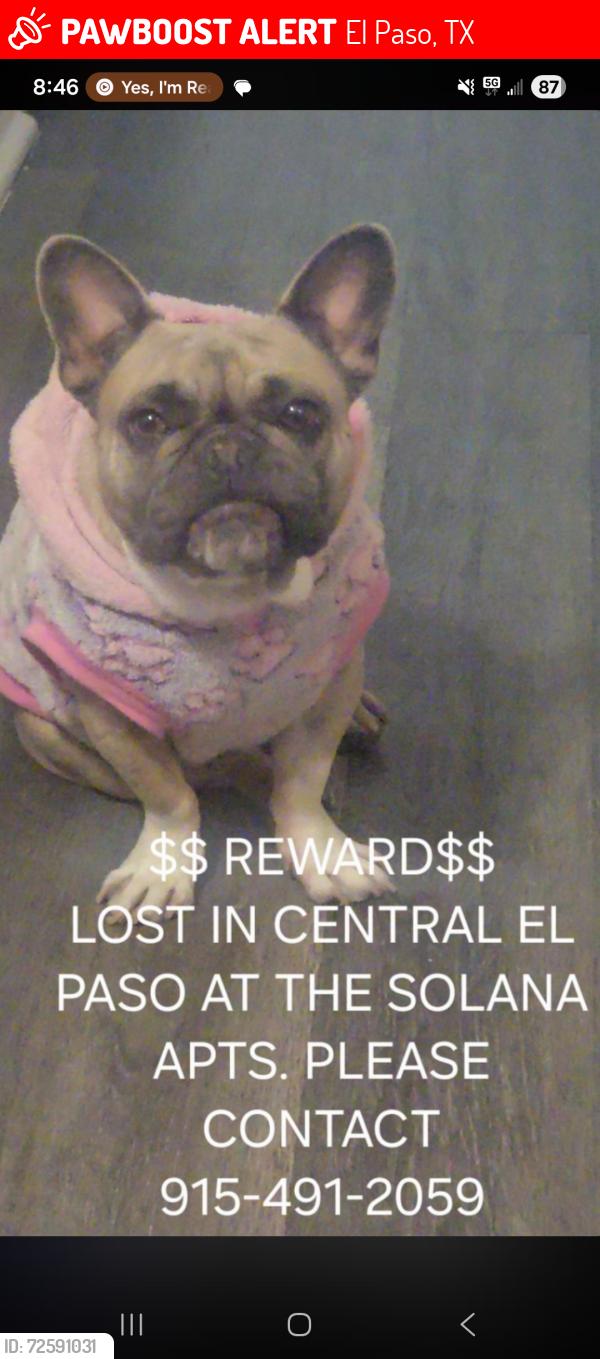 Lost Female Dog last seen Bienvivir nursing , El Paso, TX 79930