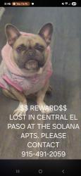 Lost Female Dog last seen Bienvivir nursing , El Paso, TX 79930