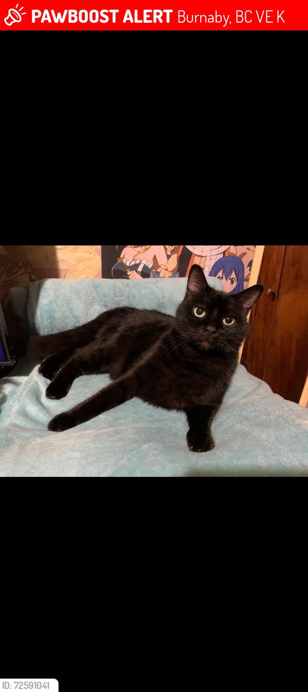 Lost Male Cat last seen Near morley street, Burnaby, BC V5E 2K7