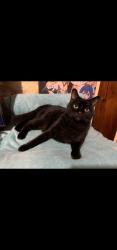 Lost Male Cat last seen Near morley street, Burnaby, BC V5E 2K7