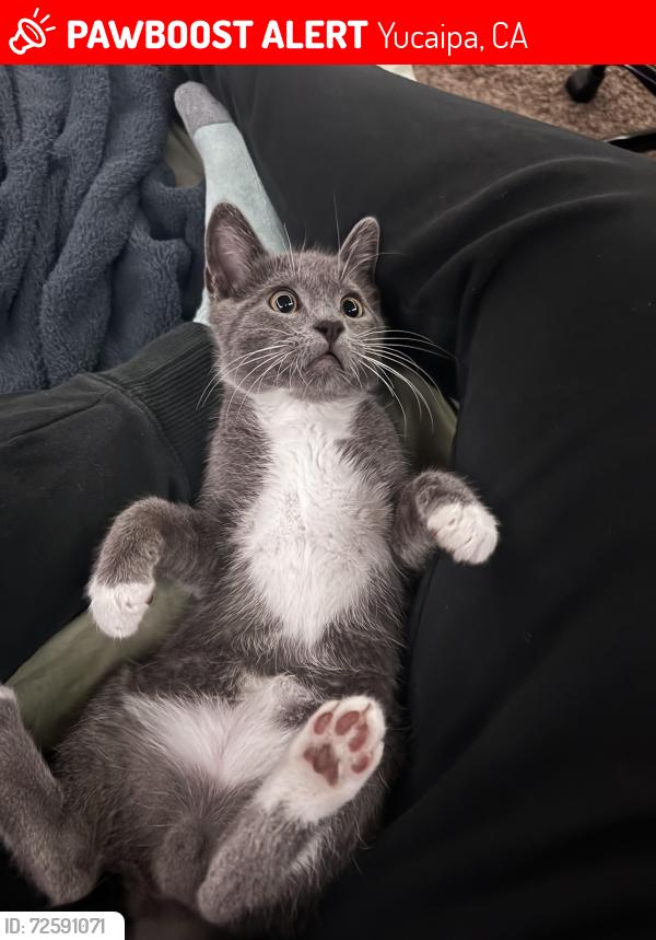 Lost Male Cat last seen 15&16th st Avenue D , Yucaipa, CA 92399