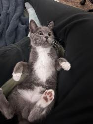 Lost Male Cat last seen 15&16th st Avenue D , Yucaipa, CA 92399
