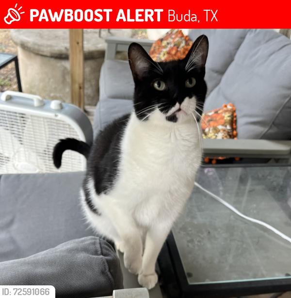 Lost Male Cat last seen Prairie Ave & East Ave , Buda, TX 78610