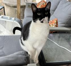 Lost Male Cat last seen Prairie Ave & East Ave , Buda, TX 78610