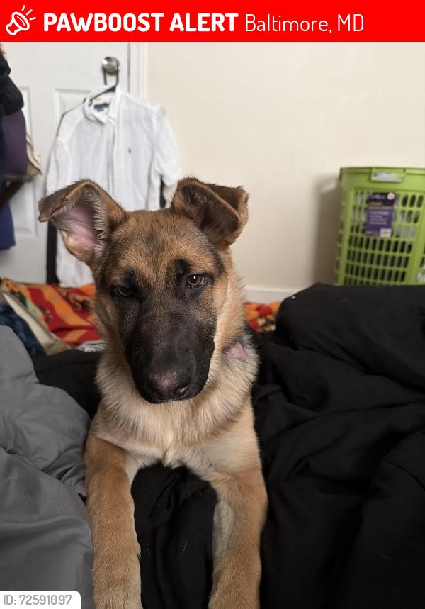 Lost Female Dog last seen Near the old pool on stricker street, Baltimore, MD 21223
