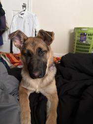 Lost Female Dog last seen Near the old pool on stricker street, Baltimore, MD 21223