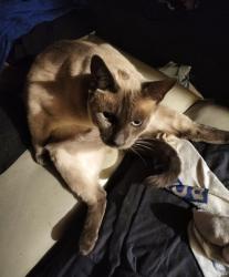 Lost Male Cat last seen Pelican place, semaphore park, Semaphore Park, SA 5019