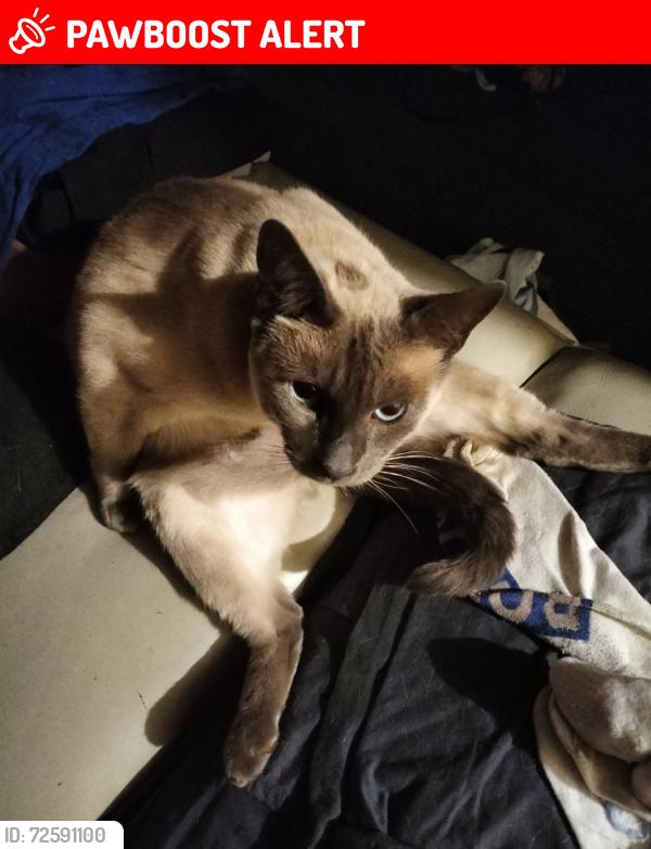 Lost Male Cat last seen Pelican place, semaphore park, Semaphore Park, SA 5019