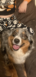 Lost Female Dog last seen Euless Animal Control, Springtown, TX 76082