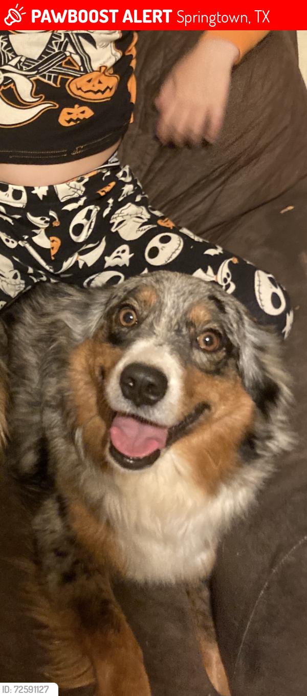 Lost Female Dog last seen Euless Animal Control, Springtown, TX 76082