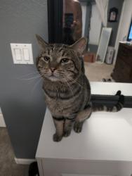 Lost Male Cat last seen coutry club and guadalupe, Maricopa County, AZ 85233