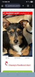 Lost Male Dog last seen Indiana, Downey ave, 91 freeway , Long Beach, CA 90805