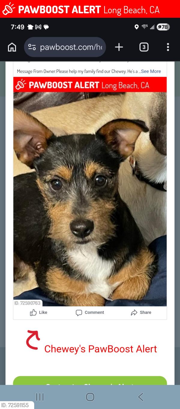 Lost Male Dog last seen Indiana, Downey ave, 91 freeway , Long Beach, CA 90805