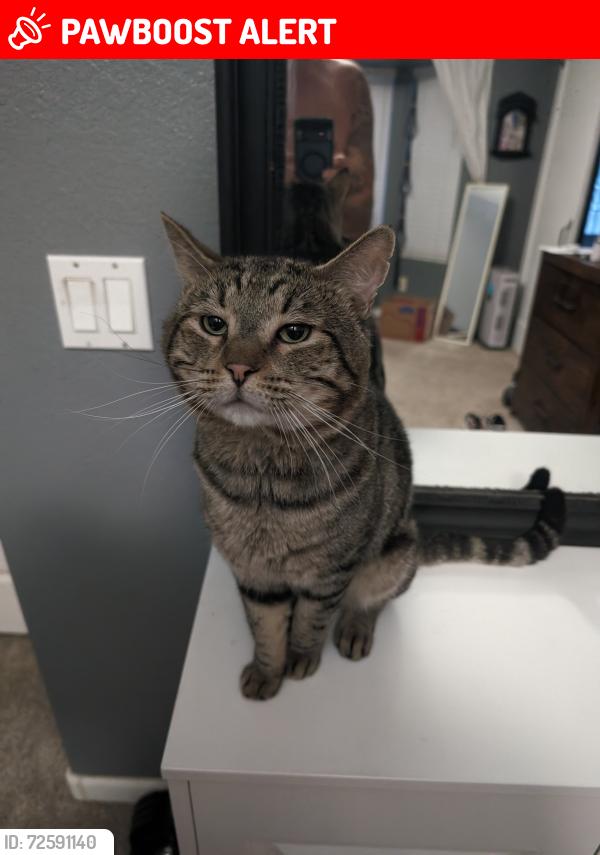 Lost Male Cat last seen coutry club and guadalupe, Maricopa County, AZ 85233