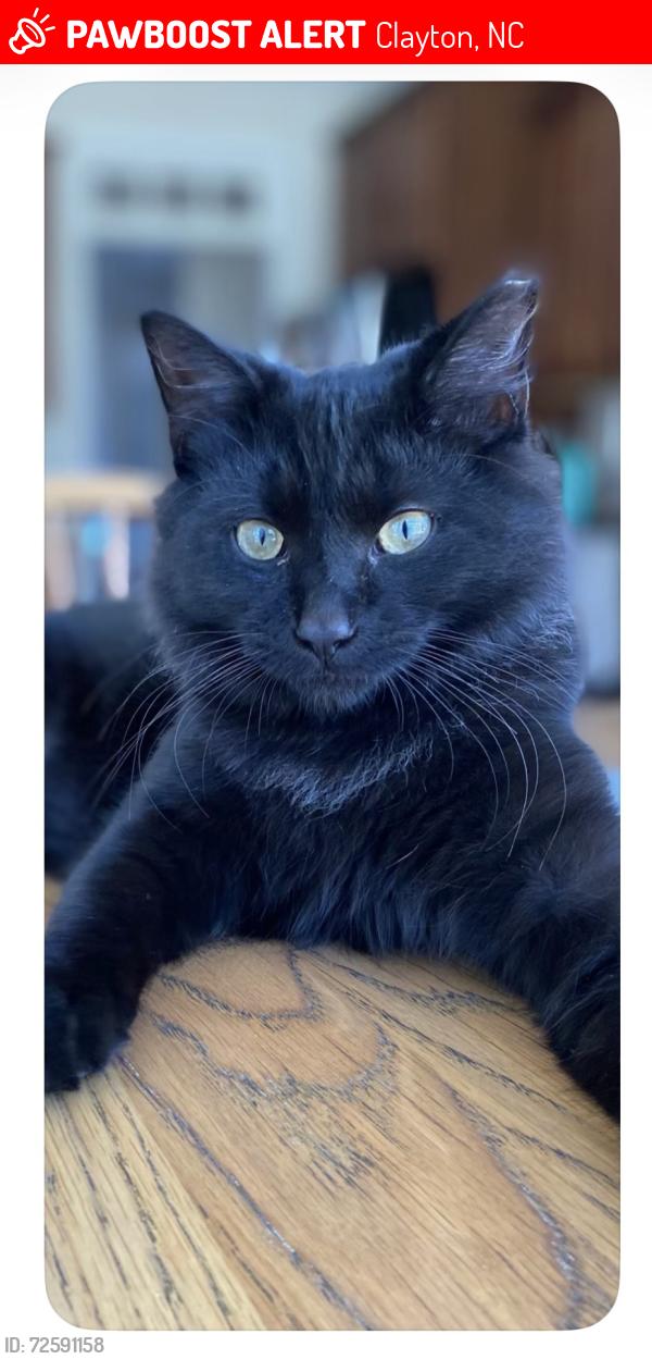 Lost Male Cat last seen Covered Bridge Road, Archer Lodge, Clayton, NC 27527
