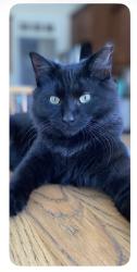Lost Male Cat last seen Covered Bridge Road, Archer Lodge, Clayton, NC 27527