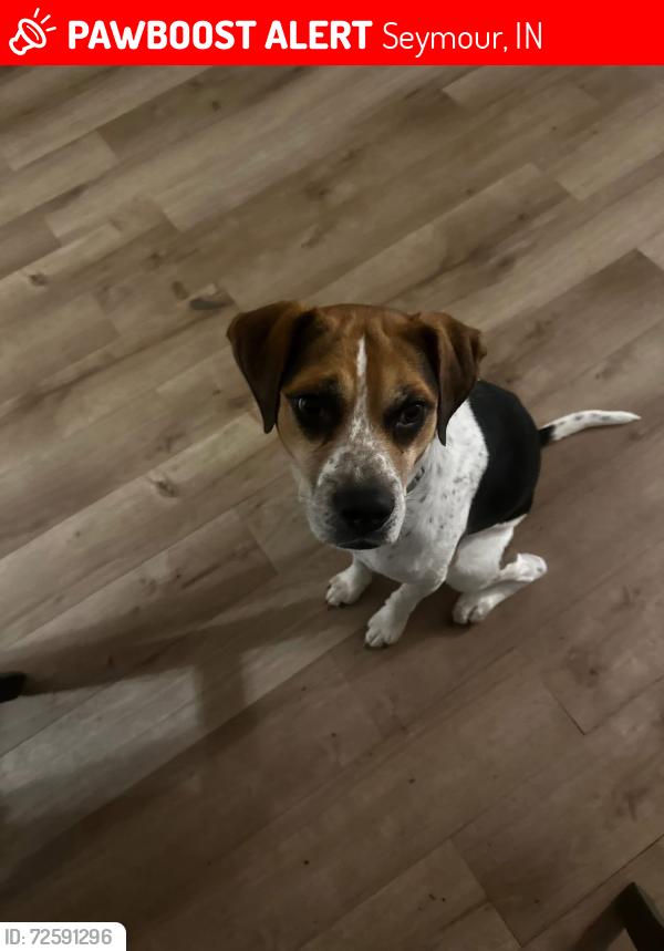 Lost Male Dog last seen Unsure, ran out of , Seymour, IN 47274