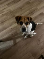 Lost Male Dog last seen Unsure, ran out of , Seymour, IN 47274