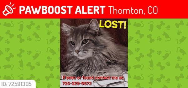 Lost Male Cat last seen Shavano rd and whetherhorn rd, Thornton, CO 80260