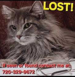Lost Male Cat last seen Shavano rd and whetherhorn rd, Thornton, CO 80260