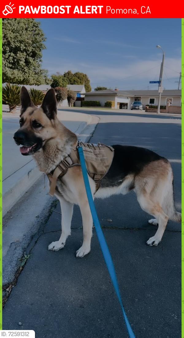 Lost Male Dog last seen Indian hill blvd Pomona , Pomona, CA 91767