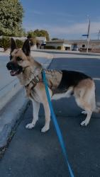 Lost Male Dog last seen Indian hill blvd Pomona , Pomona, CA 91767