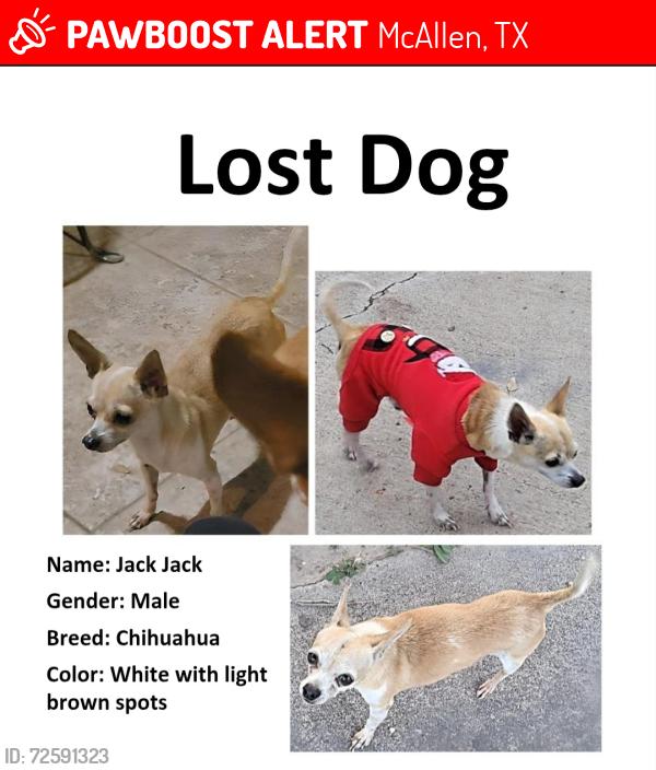 Lost Male Dog last seen South texas college, McAllen, TX 78501
