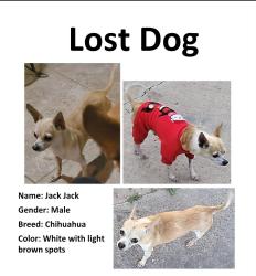 Lost Male Dog last seen South texas college, McAllen, TX 78501